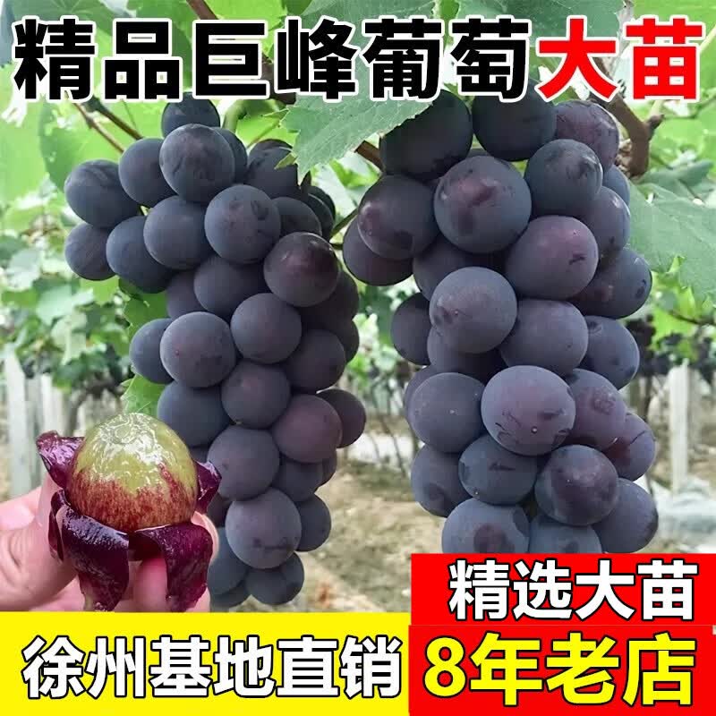 欧悟 特大巨峰葡萄树苗 无籽葡萄苗庭院阳台盆栽地栽果树苗南北方种植 巨峰【8年苗-结果多】