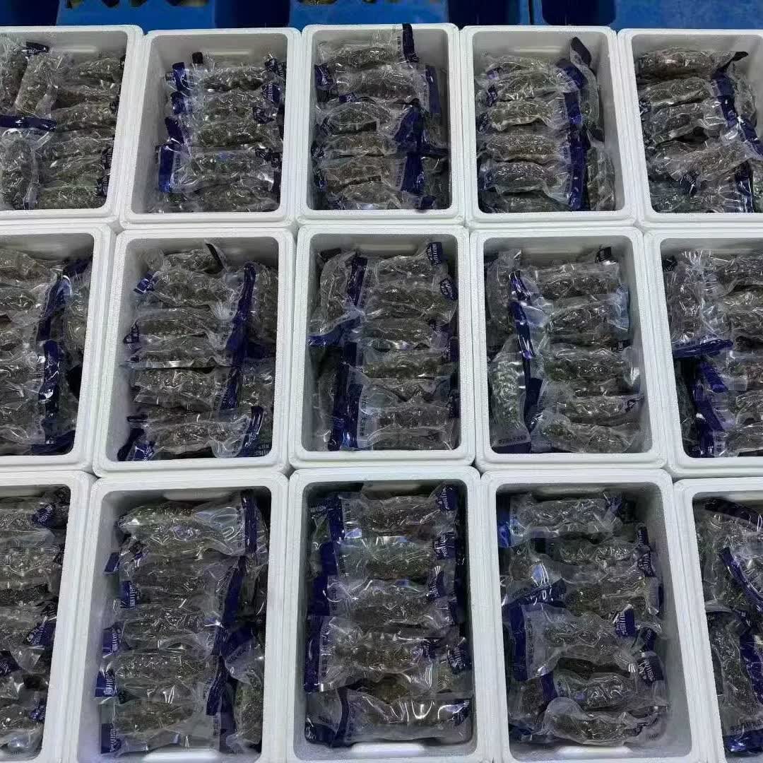 辽参底播即食海参大连海参独立包装鲜食海参生鲜食材底播海参 鲜食【1斤】12-15只