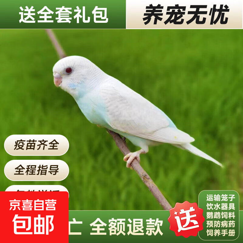鹦鹉活鸟虎皮鹦鹉鸟类小鸟会学说话的鸟手养宠物小型鹦鹉一公一母 一只白虎皮(公母可选)包说话