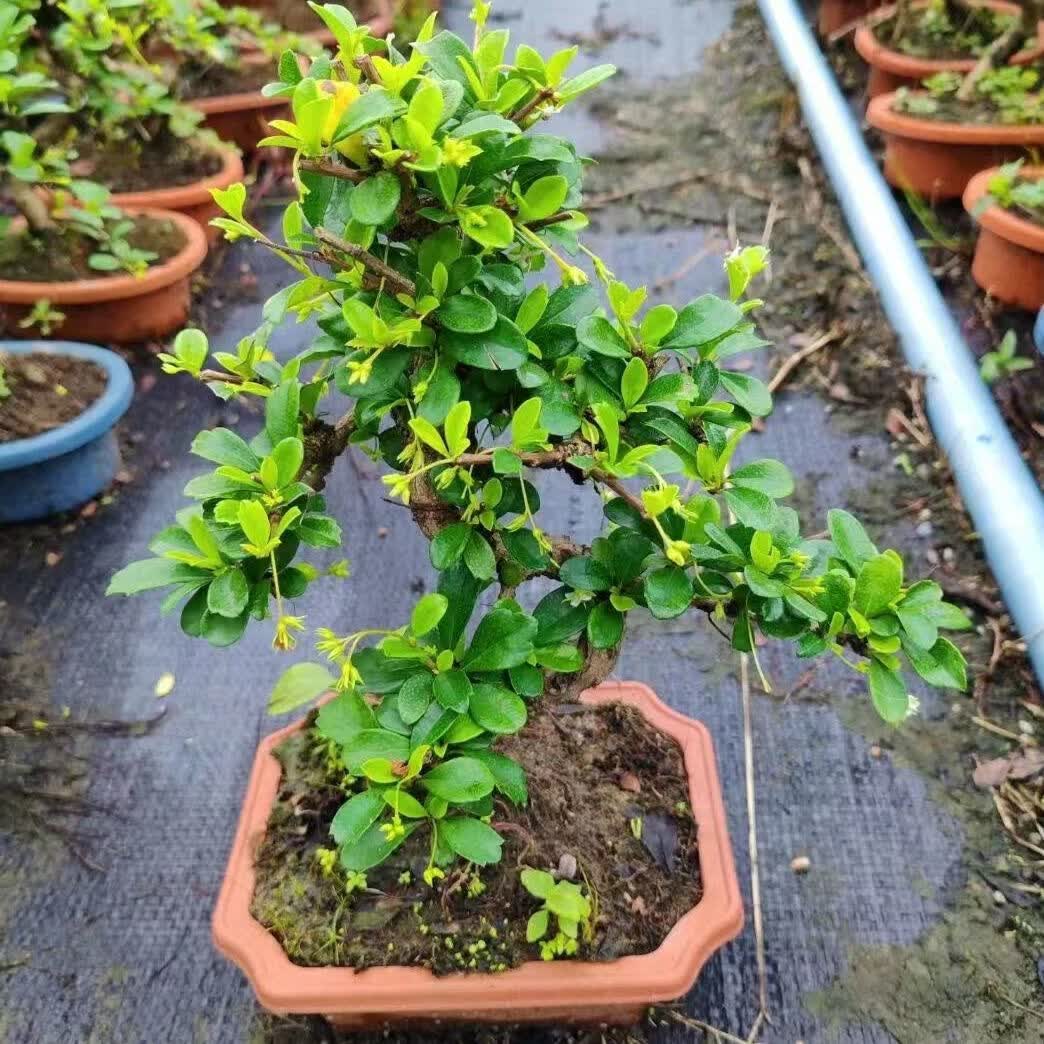 蓝谷花语s型福建茶老桩盆栽客厅好养禅意绿植花卉四季常绿植物办公桌桌摆 中号提根S款老桩福建茶原盆(35-45厘米高) 含盆正品热卖