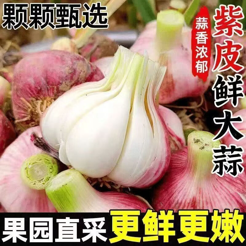 【热销不带泥】蒜头26年新鲜现摘大蒜蔬菜生鲜蒜糖醋蒜腊八蒜 净重4.8斤装鲜蒜【4-7厘米】