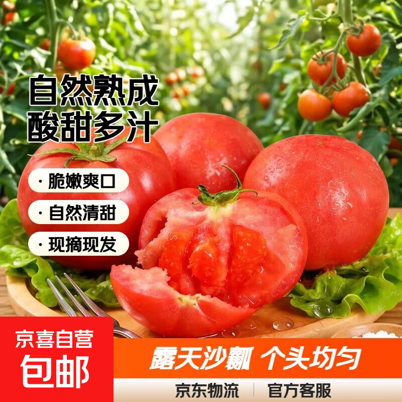 【自然熟】露天沙瓤西红柿新鲜采摘酸甜多汁亦果亦蔬产地批发价 5斤中果28枚左右【个头均匀】 5斤