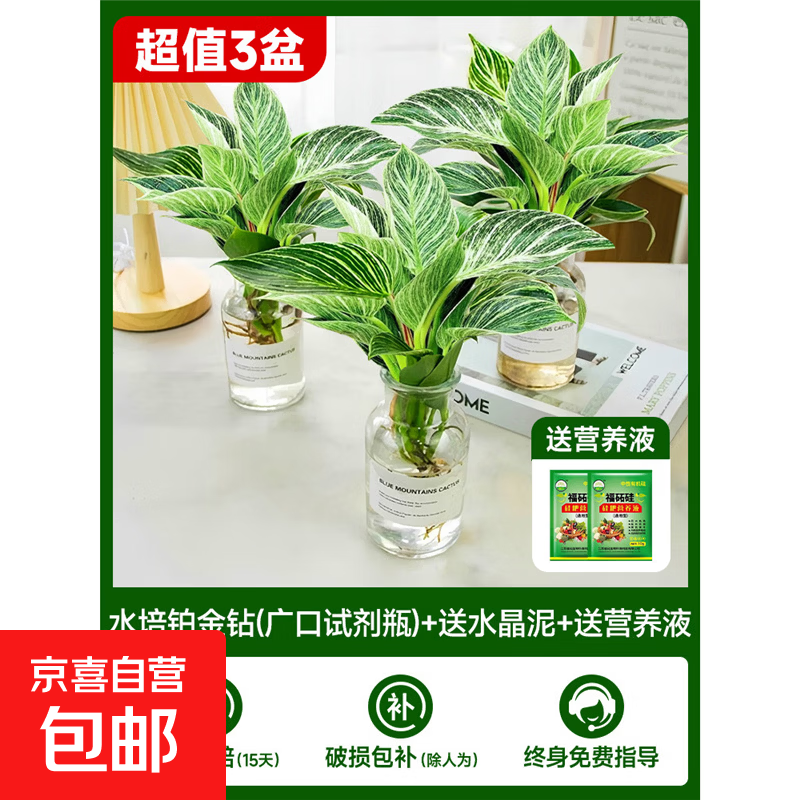 水培铂唫钻盆栽 29.99元，水培植物4盆 35.99元 - 线报酷