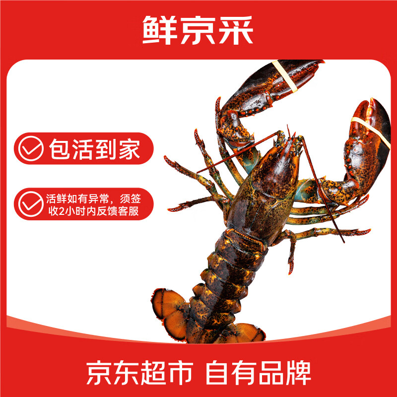 鲜京采 鲜活波士顿龙虾 净重400-500g/只 源头直发 保活到家