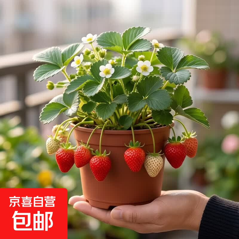 草莓苗果树苗红颜秧苗带盆带土四季阳台室内外南北方种植盆栽果树 奶油草莓苗1盆