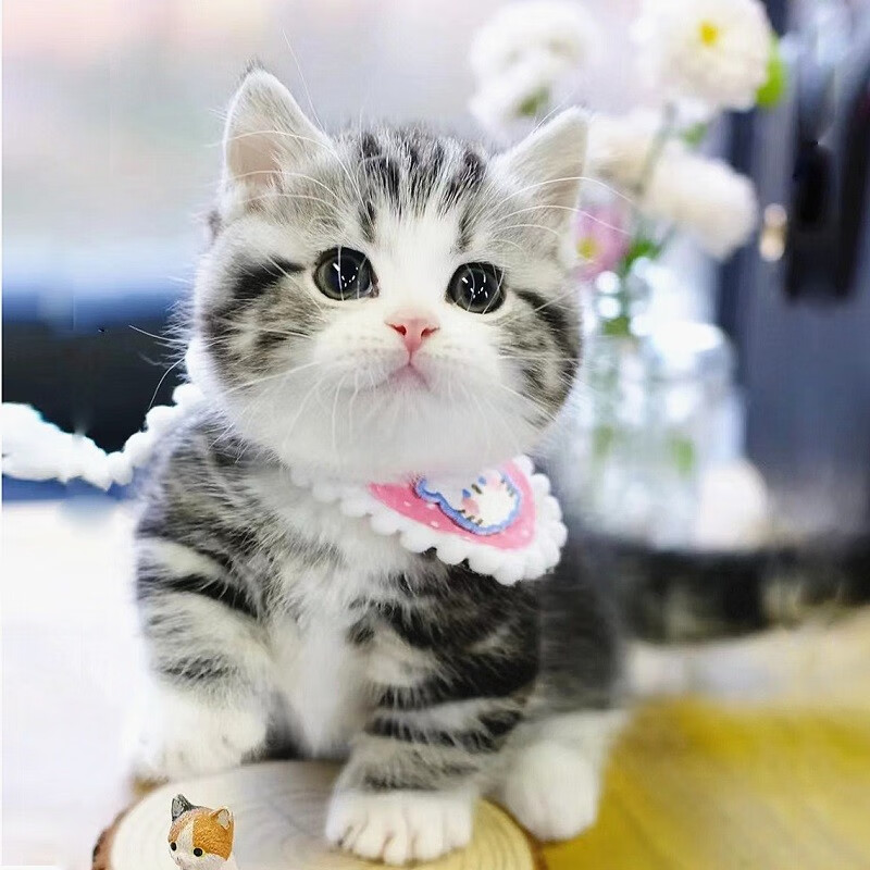 京逸蓝猫幼崽金渐层宠物猫活体幼猫银渐层活物蓝白英短小猫咪矮脚猫