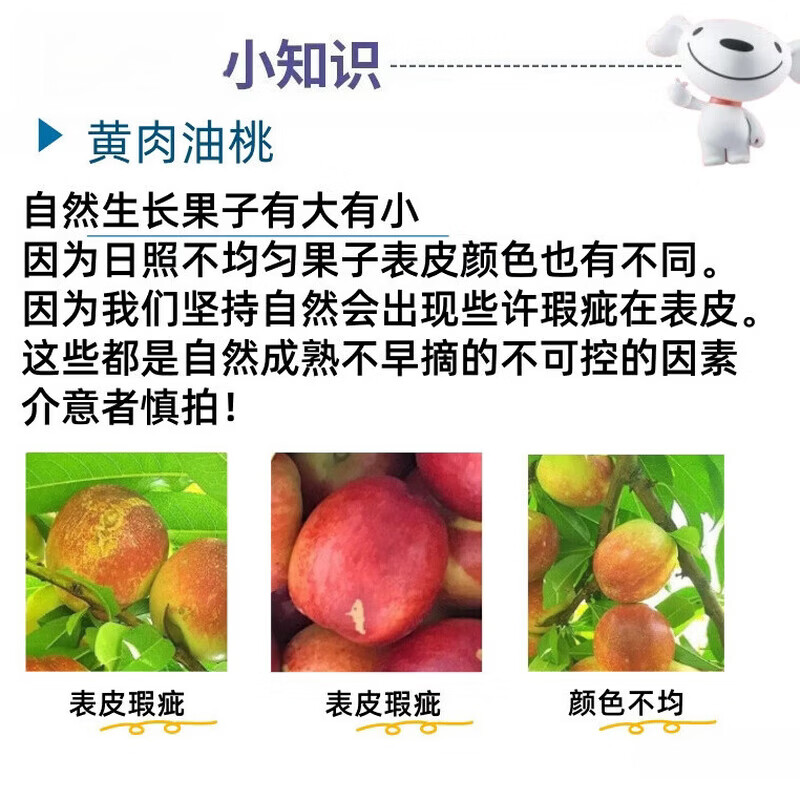 田良季黄肉油桃新鲜当季应季水果黄金油桃现摘现发产地直发送礼品物盒 臻选果【单果65-90g】 带箱5斤【蕞划算】净重4.5斤装