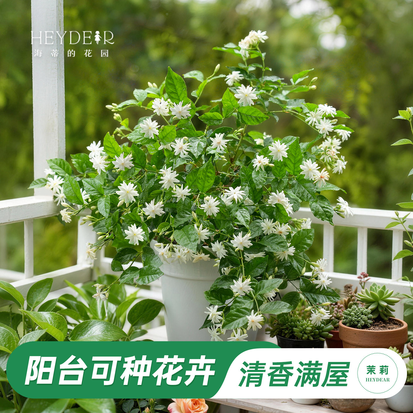 海蒂的花园旗舰店茉莉花香浓郁味新手好养阳台盆栽植物庭院花园绿植好养易活 茉莉花0.4加仑盆【原盆原土】