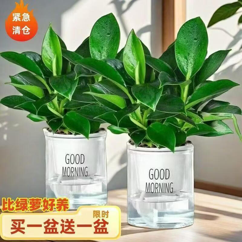【买一送一】大叶金钻盆栽室内绿植办公室客厅四季常青水培好养 大叶金钻【买一送一】带吸水盆