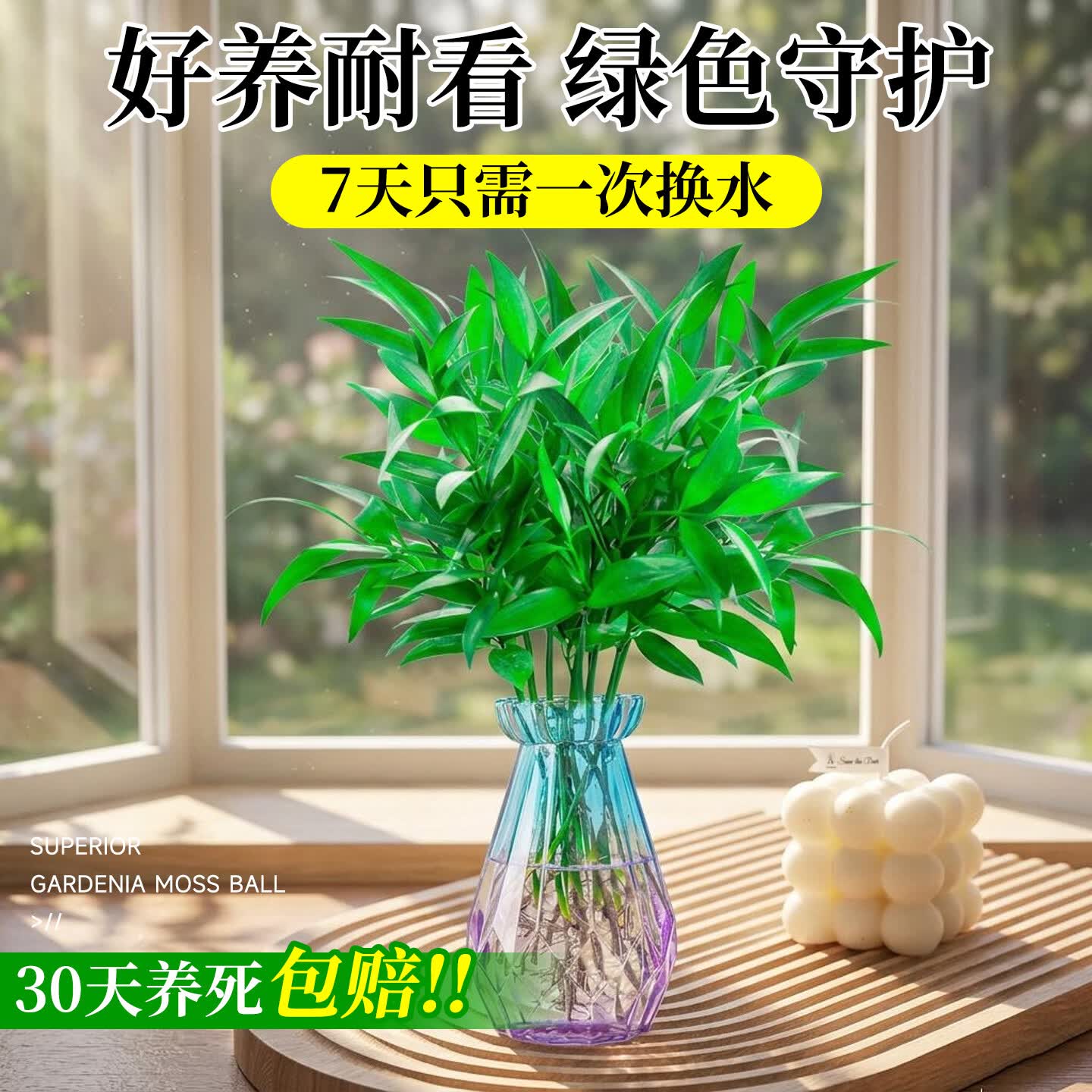 临雅竹柏驱蚊竹水培祛蚊植物室内外蚊子克星水养绿植花卉盆栽办公桌面 【水培驱蚊】竹柏(10棵)+灰色钻石瓶+营养液
