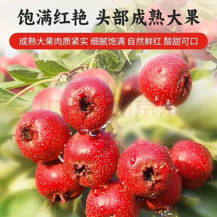 同仁堂（TRT）胖东来同款山楂干精选无硫新鲜无籽特级山楂片开胃消食泡水养生茶 甄选新鲜山楂干 180g*4罐