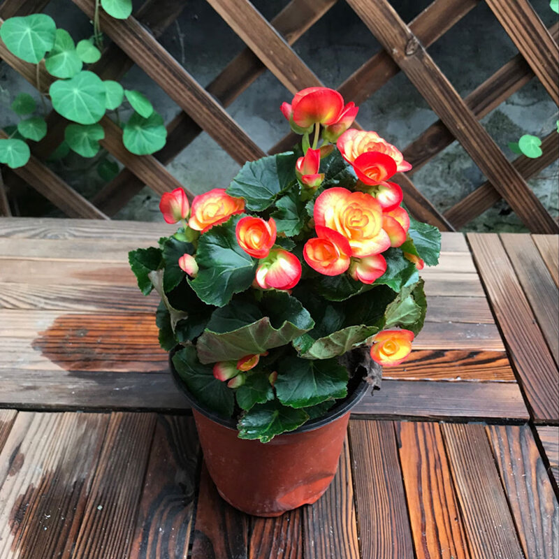 丽格海棠盆栽阳台开花植物海棠花苗庭院花园花卉四季海棠 丽格海棠