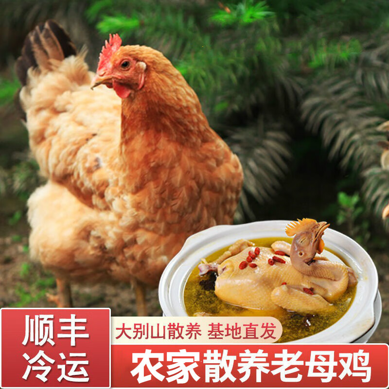 4斤2年老母鸡