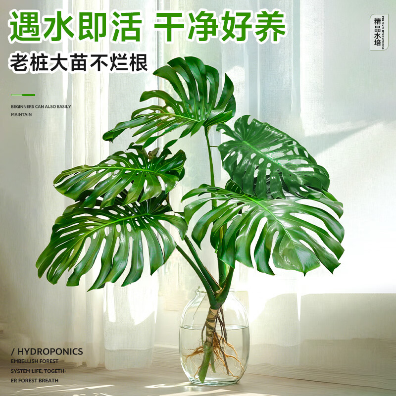 ���� �걳��ˮ������ 60-70cm22.8Ԫ