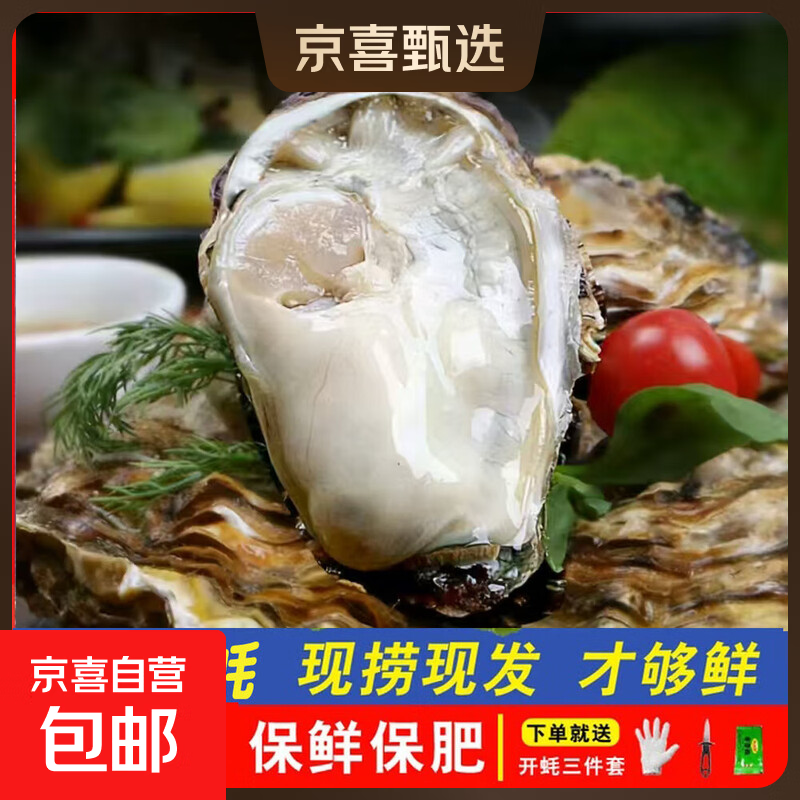 鲜活乳山生蚝新鲜牡蛎海蛎子5斤箱 3XL中蚝（11-16只每箱）净重5斤生蚝