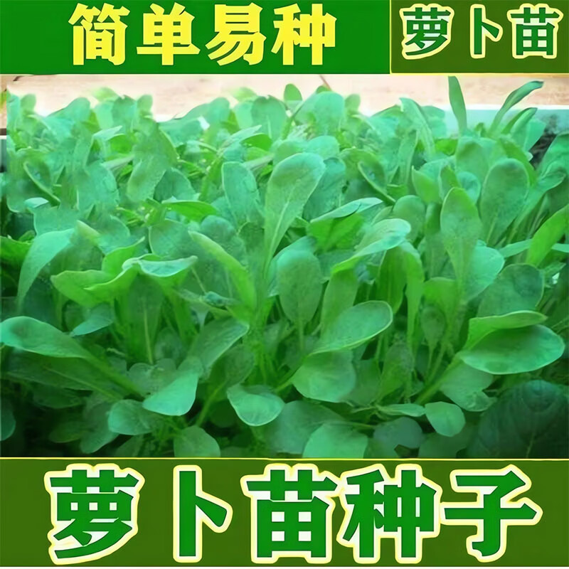 萝卜苗种子四季萝卜菜种籽萝卜樱青菜籽阳台盆栽农家庭院春季蔬菜 四季萝卜苗种子500克【可水培】