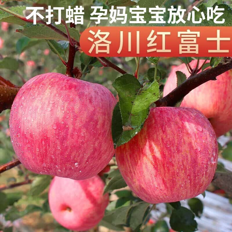 洛川苹果水果礼盒红富士正宗陕西延安脆甜多汁应季新鲜送礼整大箱 12枚特大果礼盒装【85-90mm】 现摘现发【京东/顺丰-多地次日达】