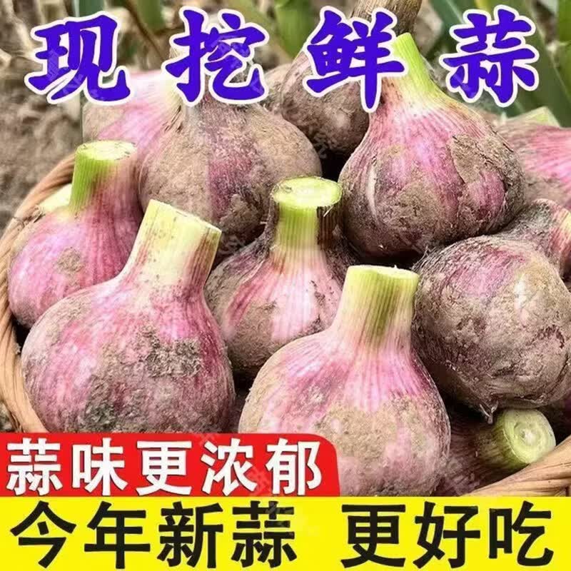 薏品甄鲜新鲜紫皮大蒜 新蒜 当季蔬菜辛辣爽口 紫皮带泥农家大蒜现挖现发 紫皮大蒜净重5斤【果径45mm+】 京东折扣/优惠券