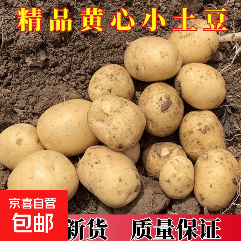 农家地道乡土味黄皮黄心土豆正宗高山洋芋自种马铃薯新鲜现挖 农家自种小土豆 小果带箱净重2斤