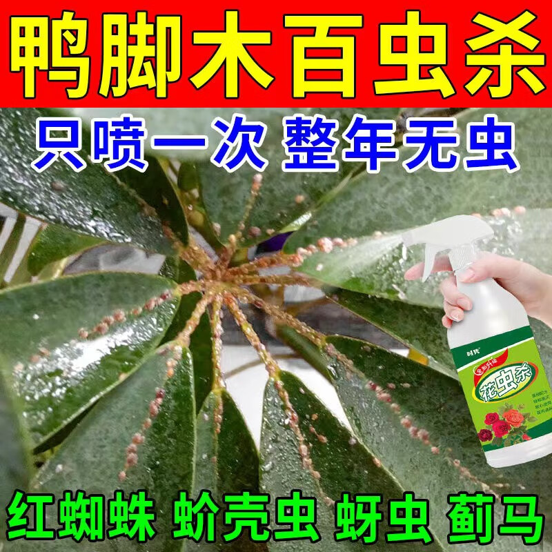 嵩晴鸭脚木专用杀虫剂白粉虱红蜘蛛蚧壳虫蚜虫全杀强效驱虫除虫喷剂