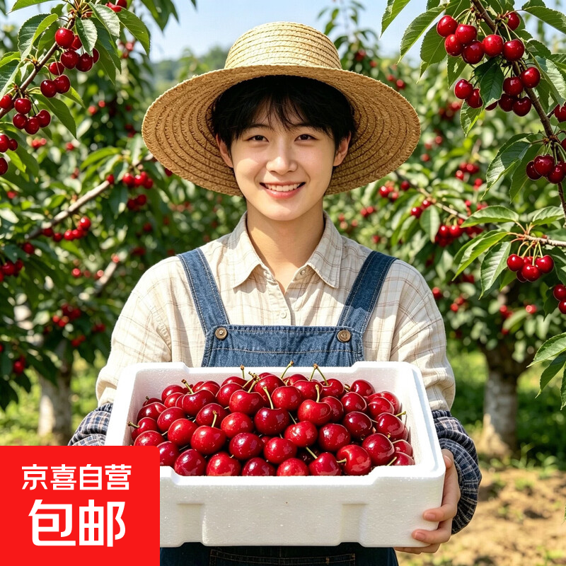 【好吃】烟台大樱桃22-26mm头茬现摘新鲜水果现发整箱5斤孕妇礼盒 4.5斤(净重) 整箱5斤 22-26mm-现摘现发