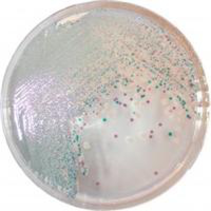 弧菌显色培养基平板9cm培养皿法国科玛嘉原料细菌培养皿 十个2f包 十