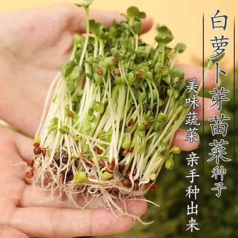 萝卜苗种子四季萝卜菜种籽萝卜樱青菜籽阳台盆栽农家庭院春季蔬菜 四季萝卜苗种子500克【可水培】