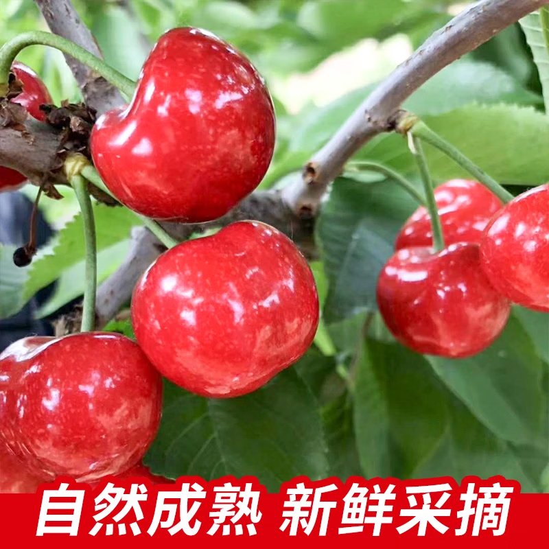 新疆喀什大樱桃新鲜采摘应季水果红灯酸甜国产车厘子包邮 2斤(净重) 新疆直发 顺丰空运 单果 28-34mm 超大果