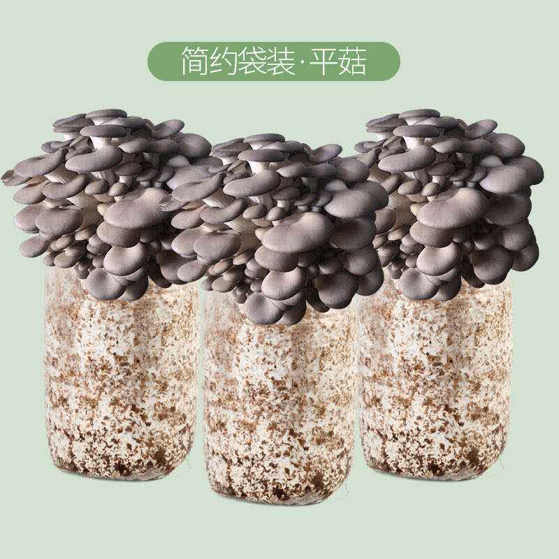蘑菇种植包平菇菌包种蘑菇食用菌菌种家庭阳台蘑菇菌种子新鲜菌菇