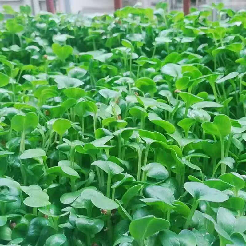 萝卜苗种子四季萝卜菜种籽萝卜樱青菜籽阳台盆栽农家庭院春季蔬菜 四季萝卜苗种子500克【可水培】