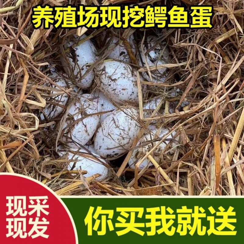 伯贤 新鲜鳄鱼蛋高营养人工养殖鳄鱼食用蛋6个装/盒 五盒装鳄鱼蛋