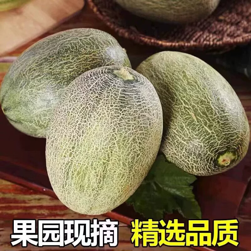 正宗新疆哈密瓜整箱吐鲁番西州蜜25号网纹瓜甜瓜生鲜哈密瓜水果 净重8-9斤【精选2个瓜】香甜多汁