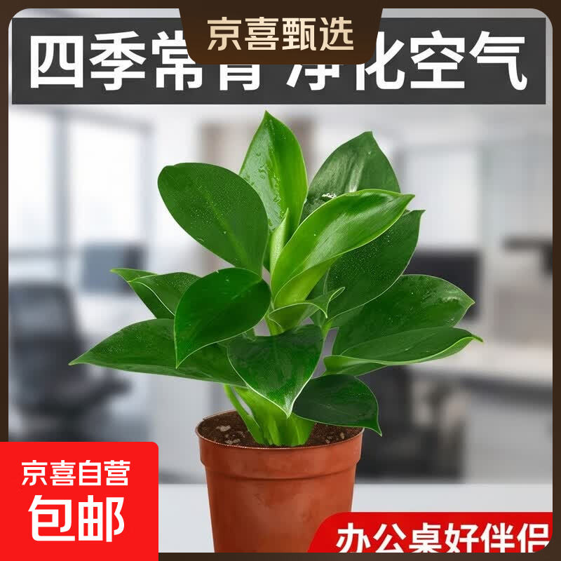 特价大叶金钻绿公主盆栽植物除甲醛绿植办公室四季常青室内摆放2 【1盆】金钻+基地原盆 含盆高度15-20厘米