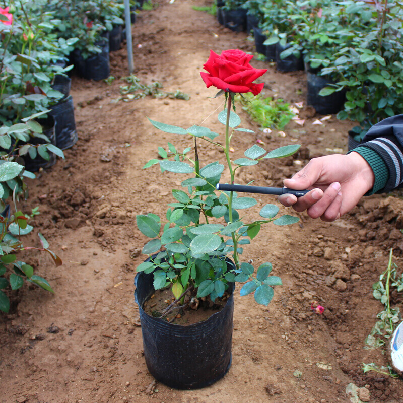 牵挂 月季盆栽开花时带花发货大花月季品种大花香水月季盆栽玫瑰花苗