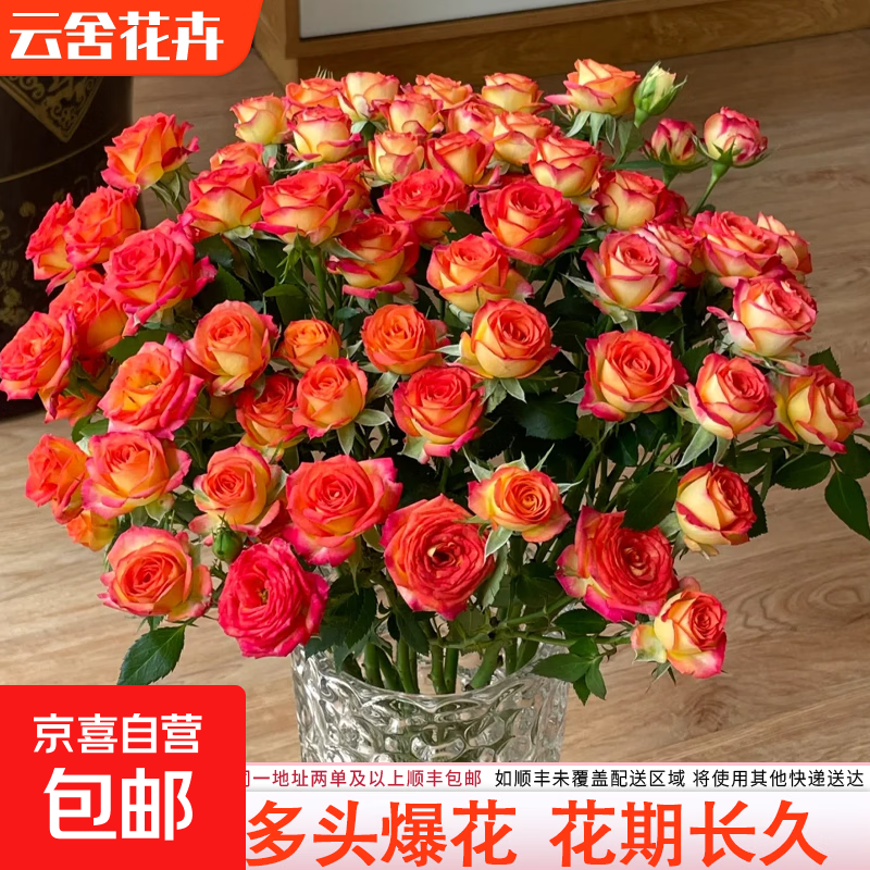 爱丽丝多头泡泡玫瑰鲜花昆明斗南基地批发现采现发室内办公室水培 【20-30个花苞】爱丽丝多头玫瑰 基地直发款