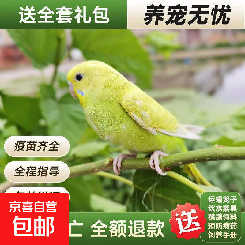 鹦鹉活鸟虎皮鹦鹉鸟类小鸟会学说话的鸟手养宠物小型鹦鹉一公一母 一只黄虎皮(公母可选)包说话