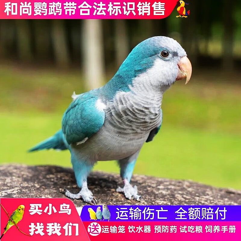 冰海精灵 和尚鹦鹉活体鸟中大型鹦鹉活物绿胖子蓝胖子观赏亲人说话