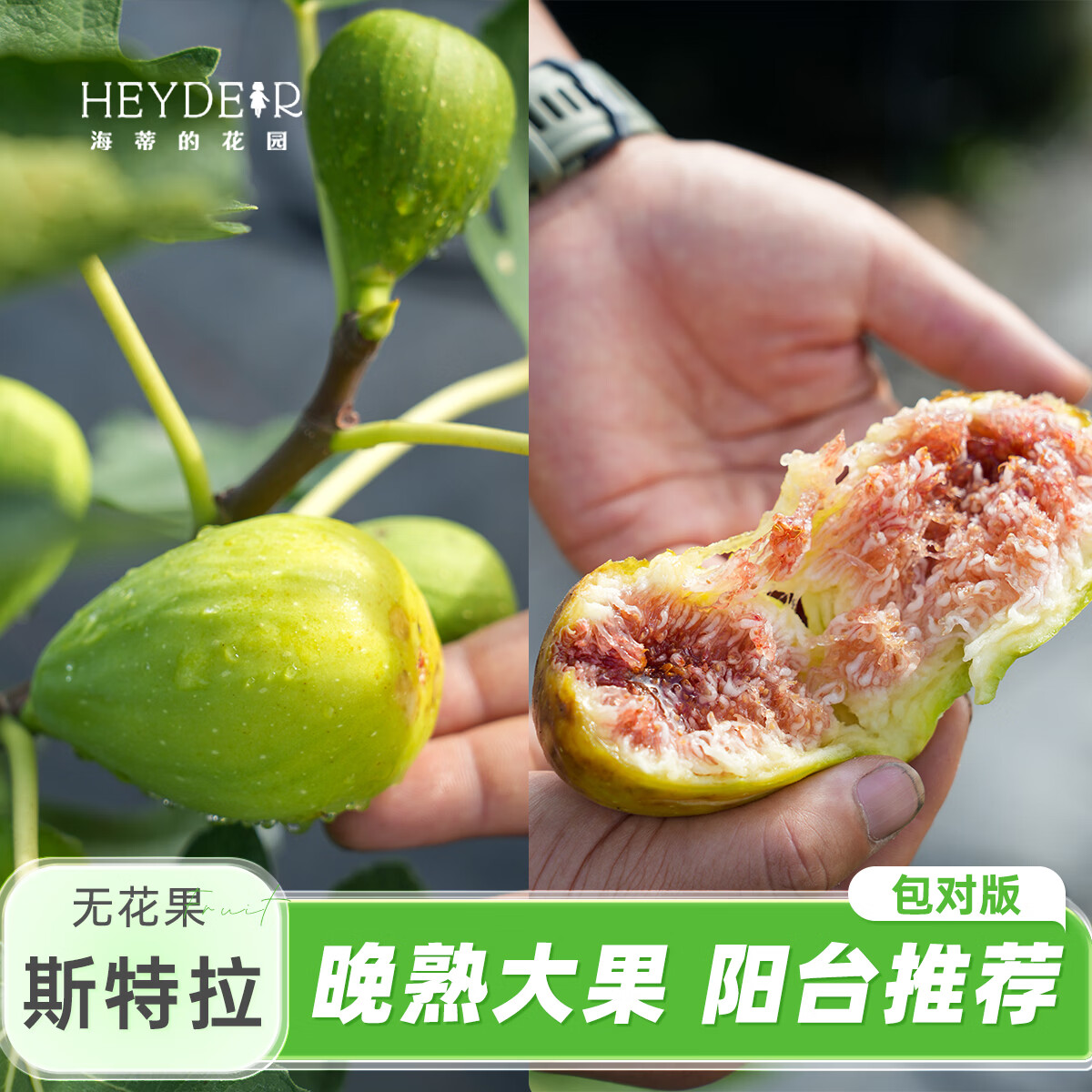 海蒂的花园旗舰店无花果树苗盆栽芭劳奈大果地栽矮化当年结果南北方种植对版 无花果斯特拉16cm盆