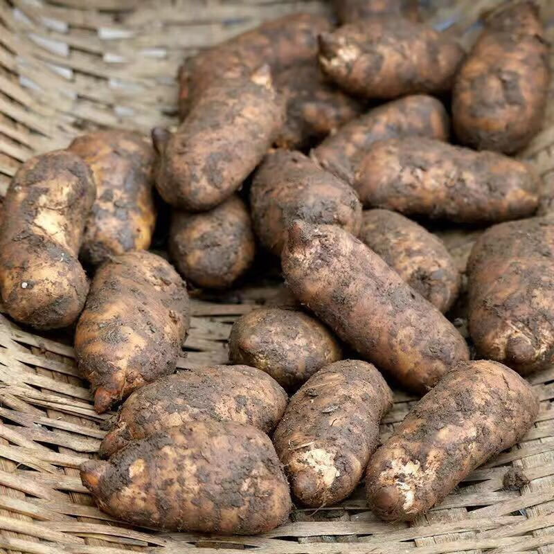 新鲜天麻活天麻云南昭通湿天麻500g现挖带土发货天麻 昭通鲜天麻1斤(3