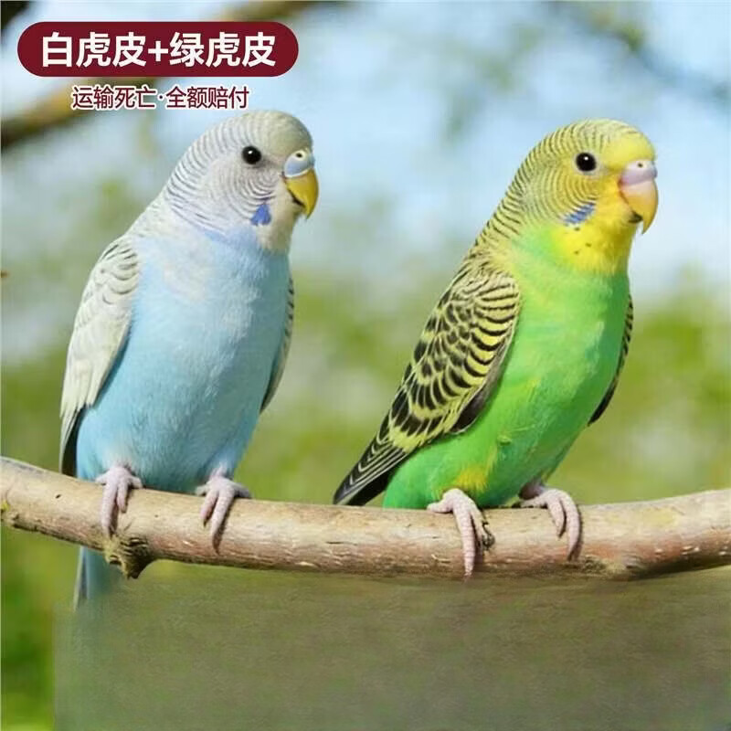 鹦鹉活鸟虎皮鹦鹉鸟类小鸟会学说话的鸟手养宠物小型鹦鹉一公一母 虎皮白+绿一公一母