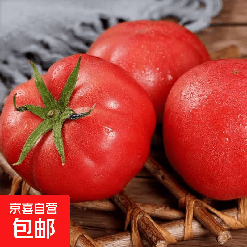沙瓤西红柿自然成熟生吃沙瓤水果番茄新鲜当季蔬菜生鲜 山东西红柿 5斤 净重