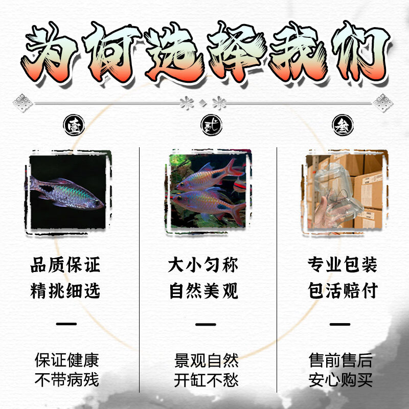 易萌紫红两点鲫热带鱼观赏鱼彩虹钻石鲫黑影道人小型宠物活体淡水鱼苗 紫红两点鲫3条7-9cm