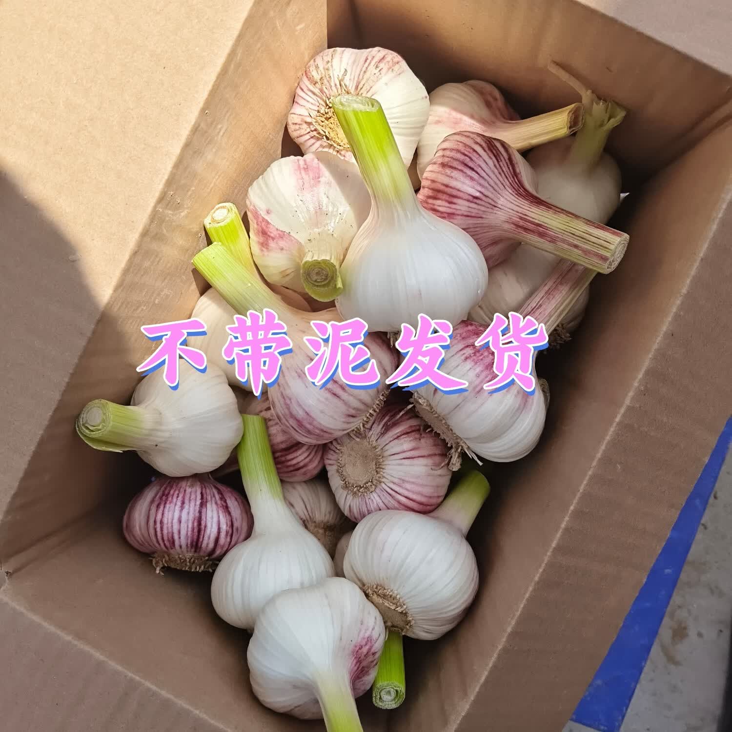 【热销不带泥】蒜头26年新鲜现摘大蒜蔬菜生鲜蒜糖醋蒜腊八蒜 净重4.8斤装鲜蒜【4-7厘米】