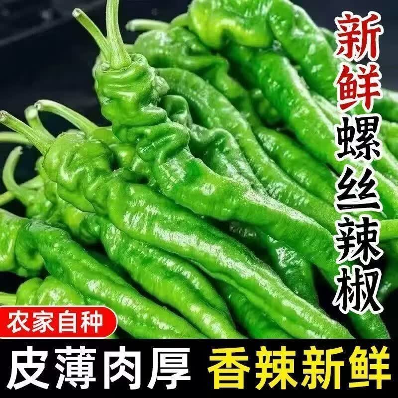 新鲜螺丝椒3斤 9.9元 - 线报酷
