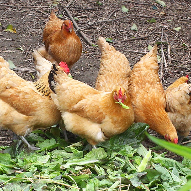 美乡散养2年老母鸡