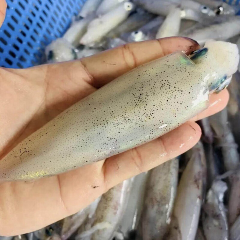 鲜活海捕野海鲜小鱿鱼灯光火箭鱿小海兔青岛叫笔管鱼精挑原浆货 1500g 1克(净重)