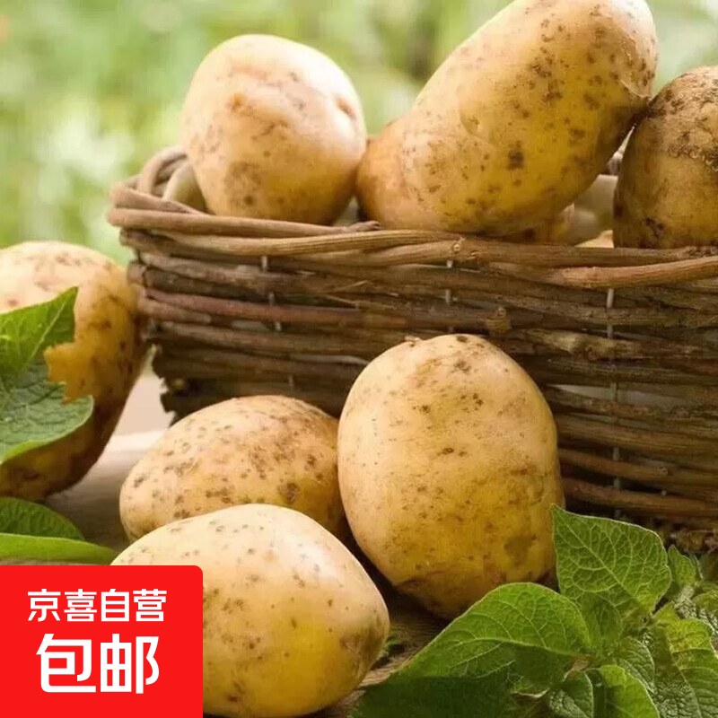 农家高山粉糯黄心土豆黄皮现挖洋芋新鲜马铃薯本地直发新鲜蔬菜 农家自种土豆小果 带箱2斤