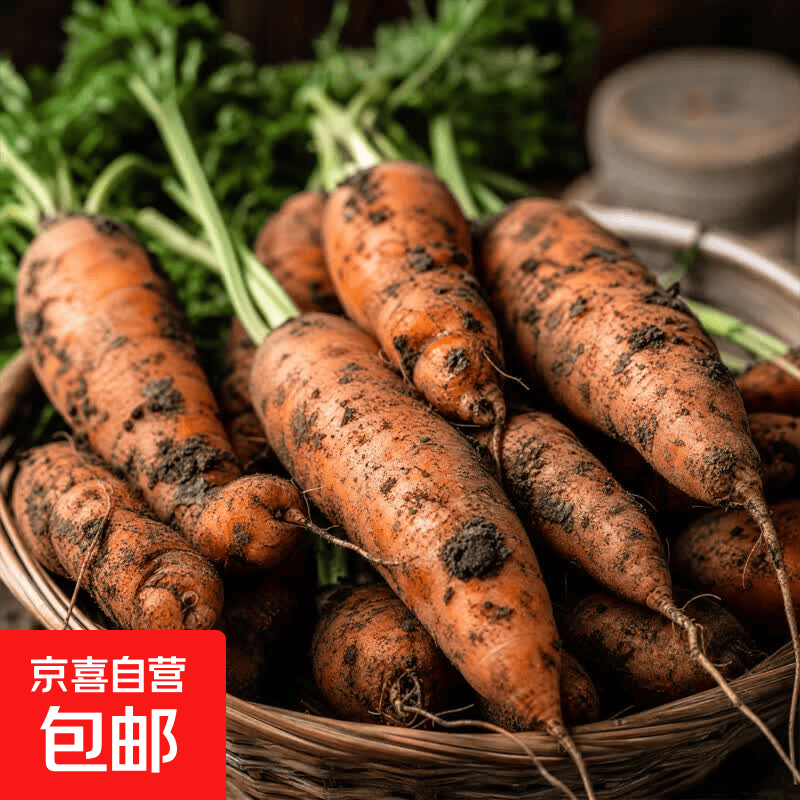 河南新鲜红萝卜现挖现发农家胡萝卜 净重5斤