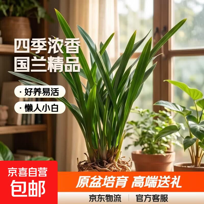 特级浓香型企黑兰花国兰客厅四季好养盆栽绿植物国花高端送礼物 高度40cm冠幅15cm特级精品兰花 1苗裸根发货