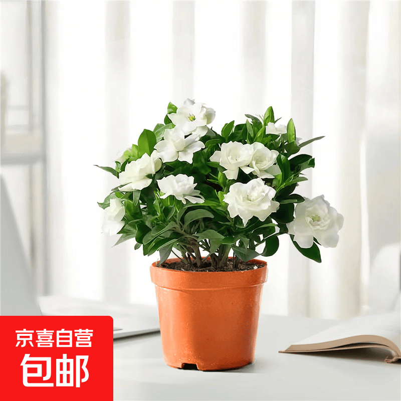 栀子花带花苞盆栽办公室室内四季好养活常绿面绿植观花客厅花卉 栀子花（育苗盆） 带盆栽好
